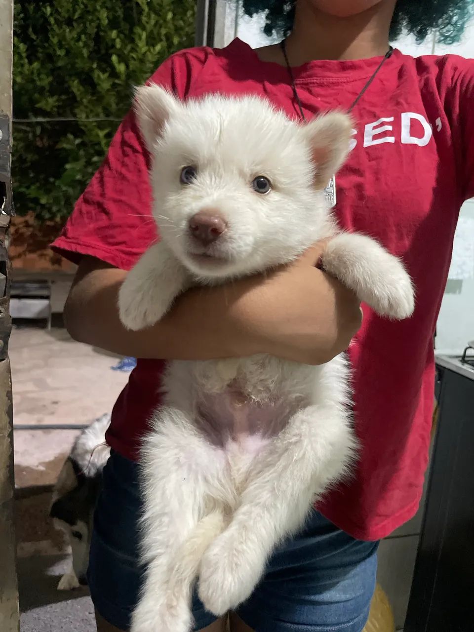 Cachorro - Foto 4