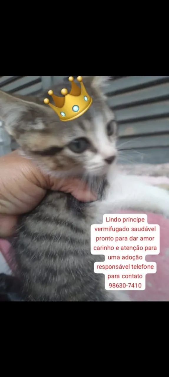 Lilido para adoção responsável  - Foto 2