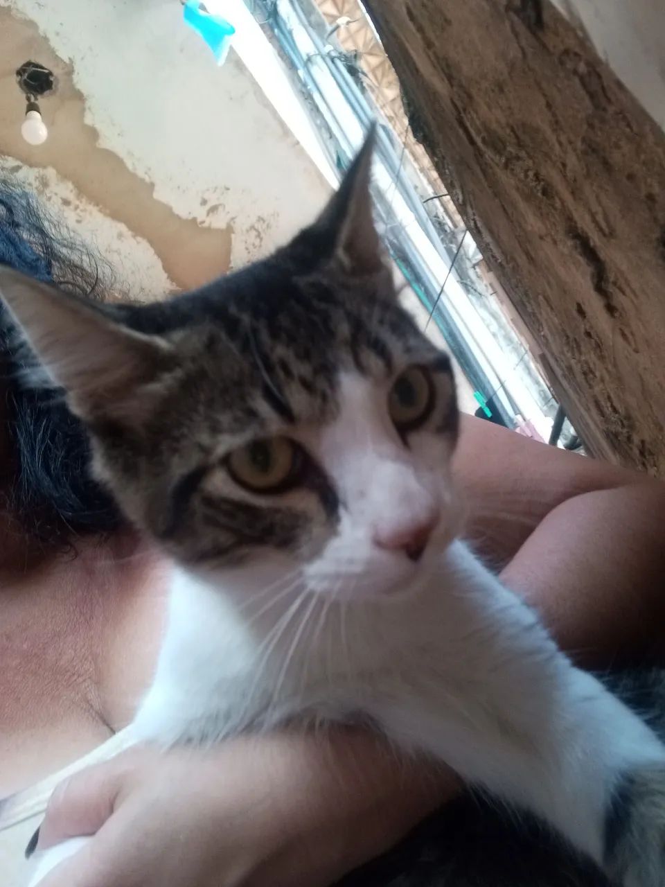 Adoção responsável  - Foto 2