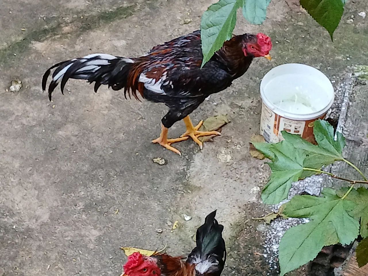 Galos da raça cacutar  - Foto 5