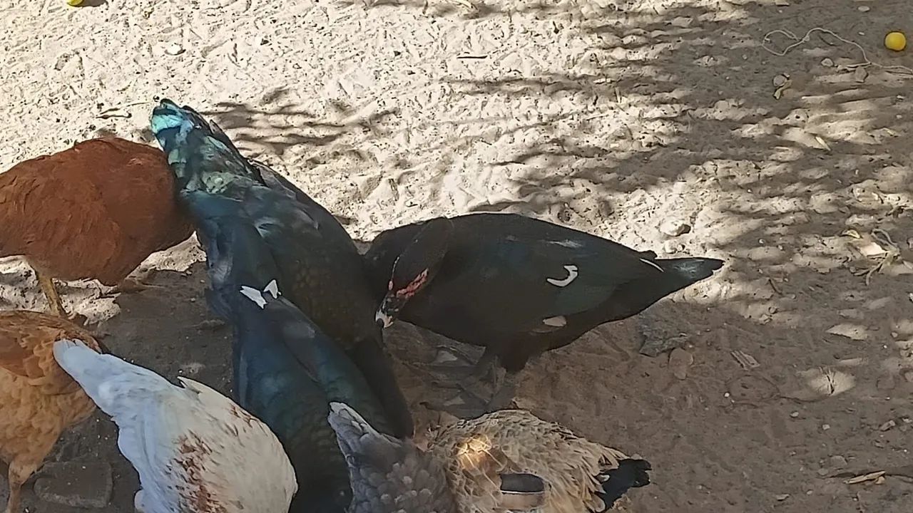 Patos