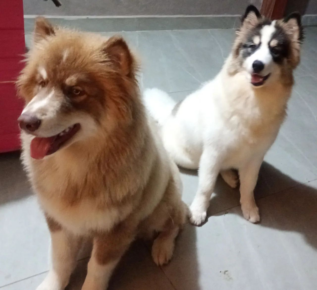 Husky puro - Foto 3