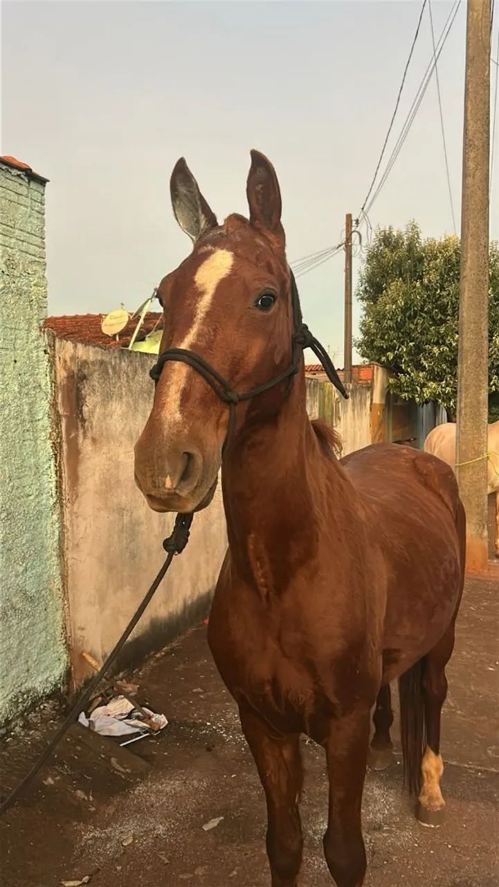 Vendo cavalo paulista, cavalo manso de tudo, limpo de defeito, cavalo grande