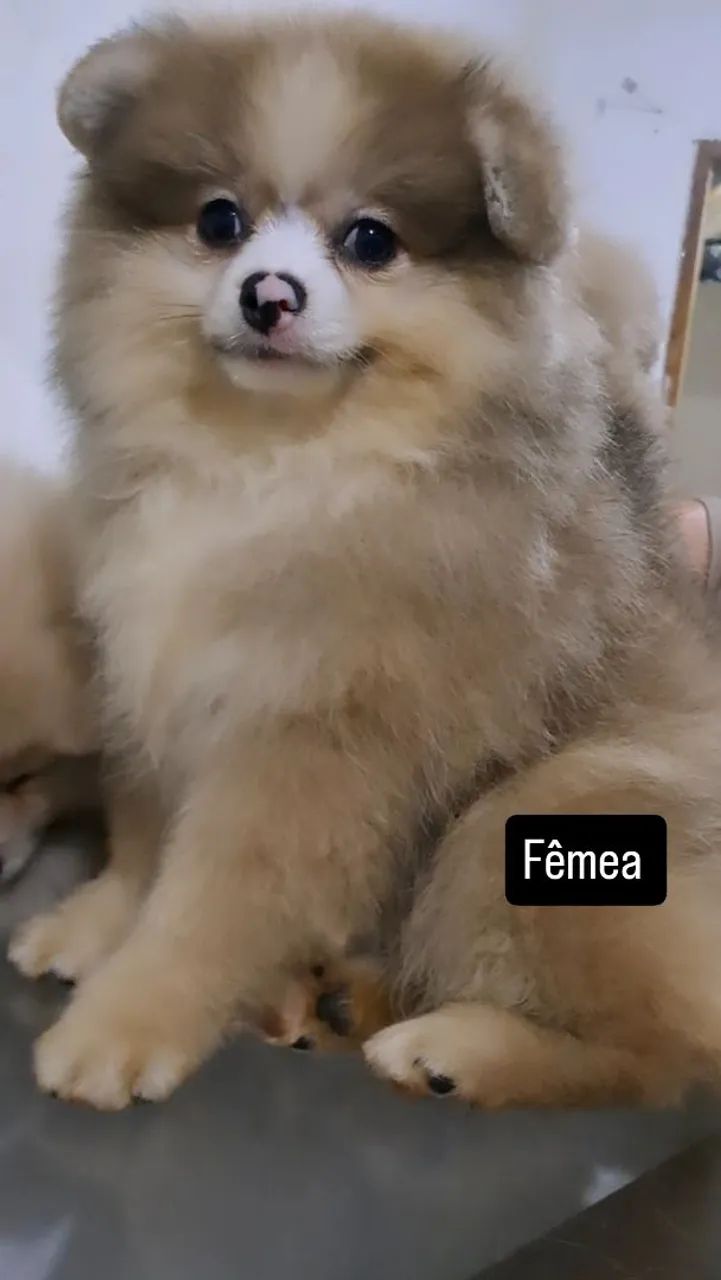 Spitz alemão pequeno - Foto 3