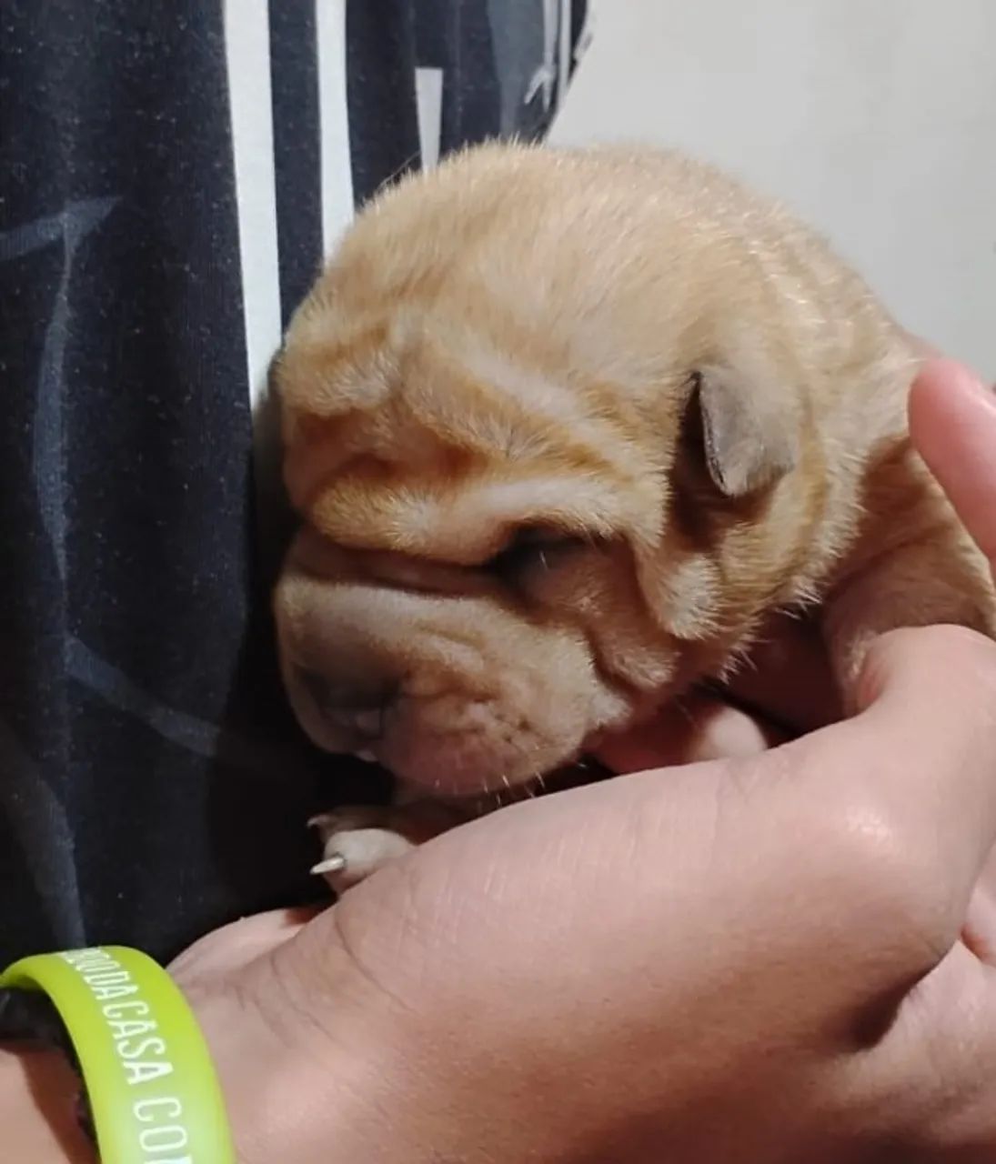 Filhotes de Shar Pei - Foto 2