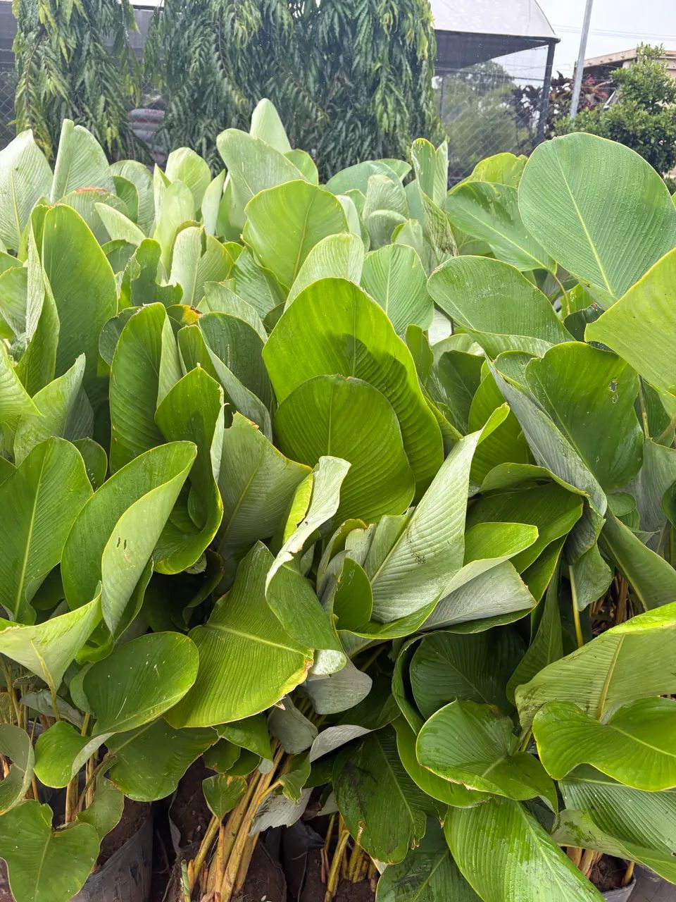 Muda de Maranta charuto - Foto 2