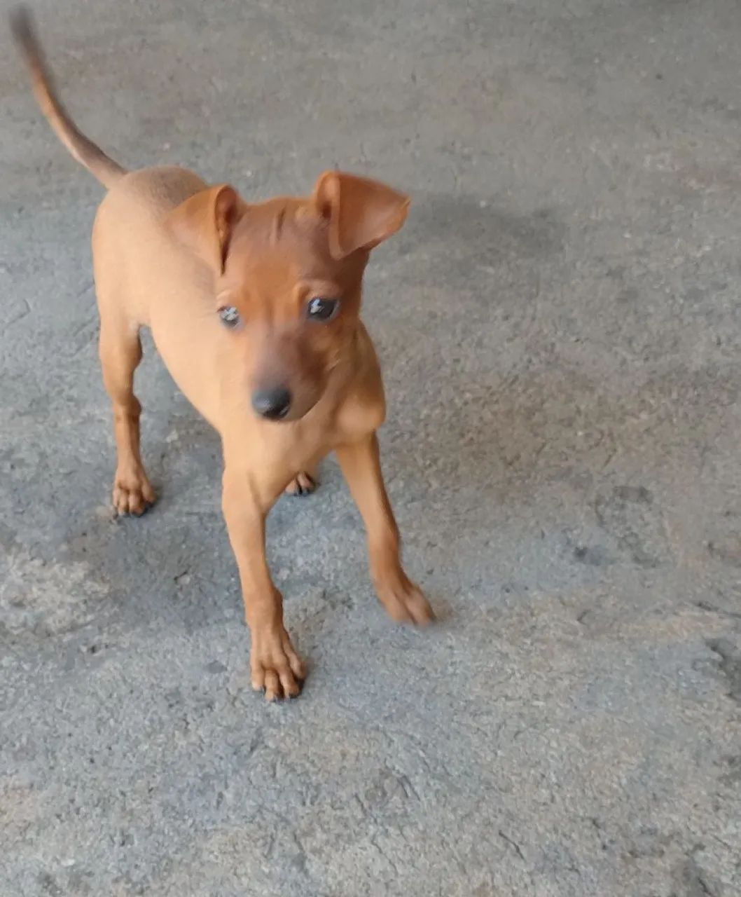 Cachorro 