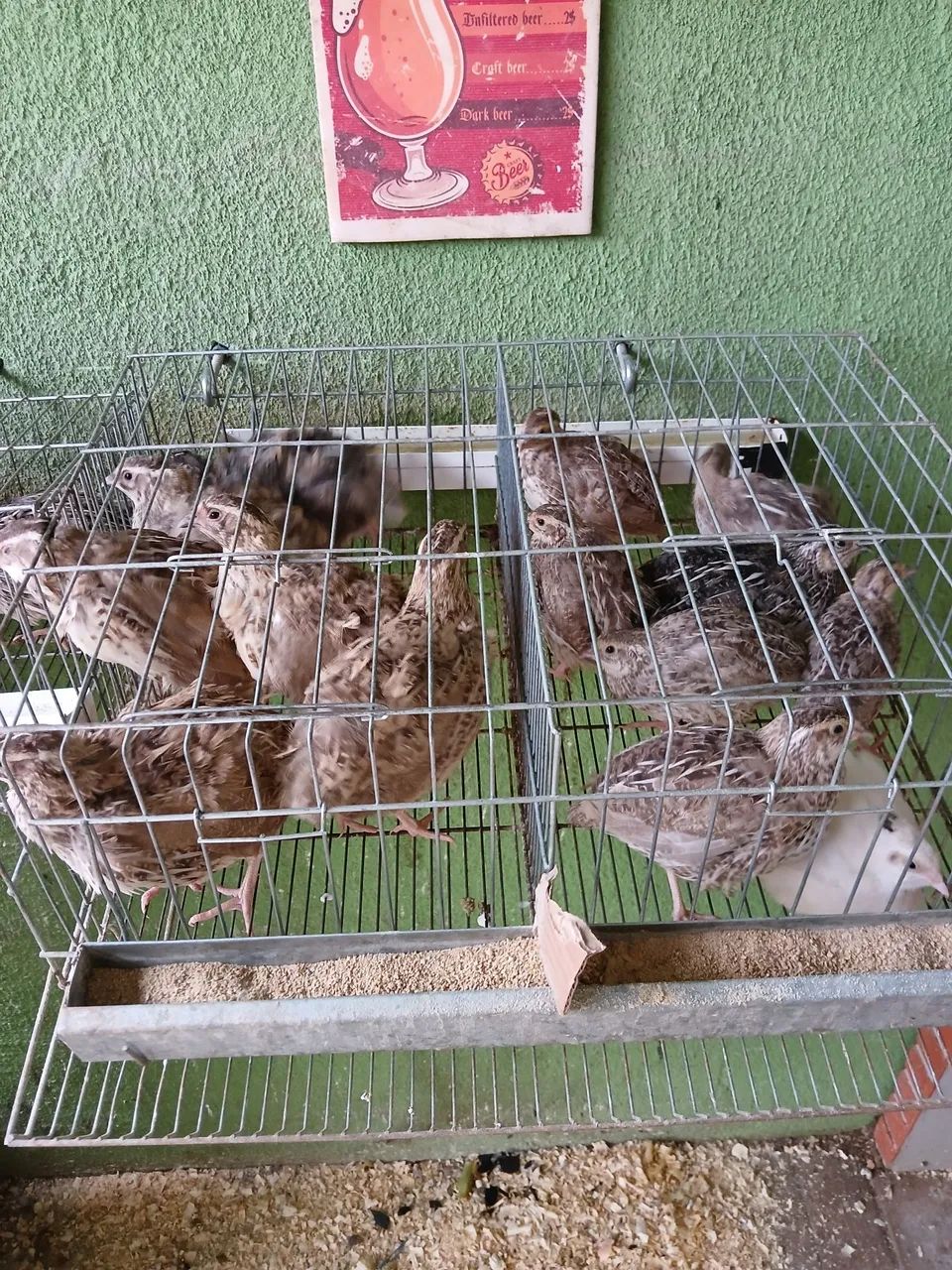 codornas japonesas e gigantes 