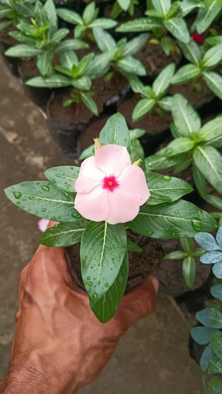 Vinca, boa noite 