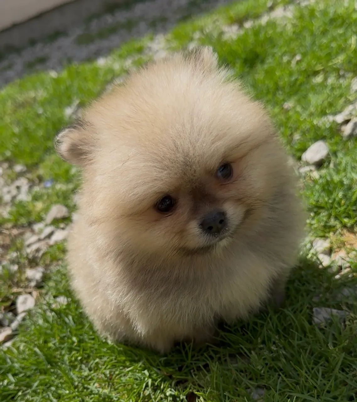 Spitz alemão Lulu da Pomerânia - Foto 4