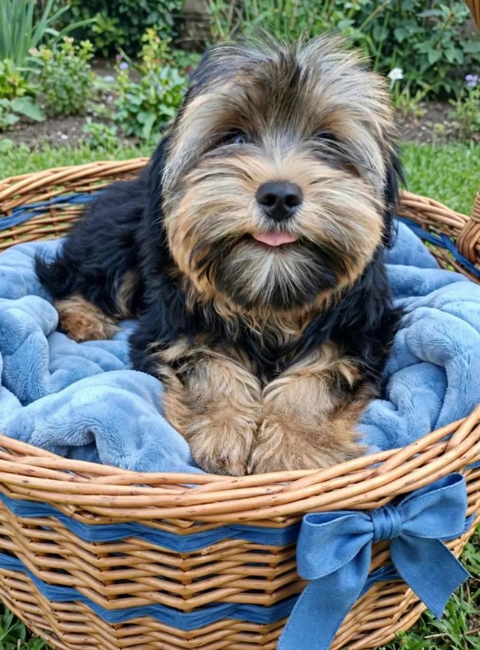 Yorkshire terrier macho 