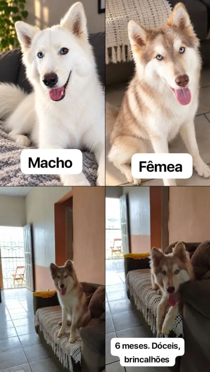 Husky siberiano 6 meses 