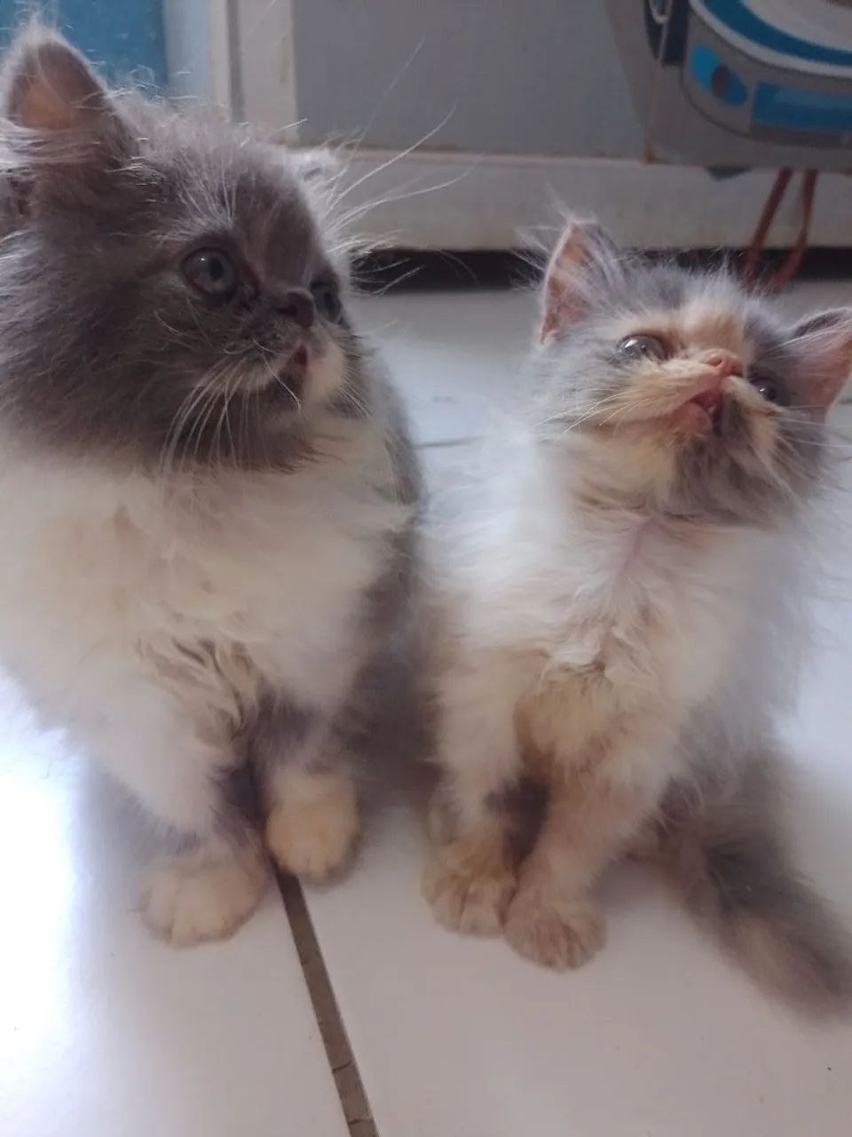 Vendas