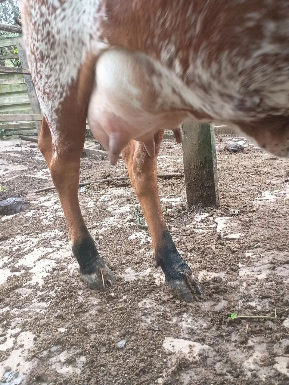 Vacas  - Foto 5