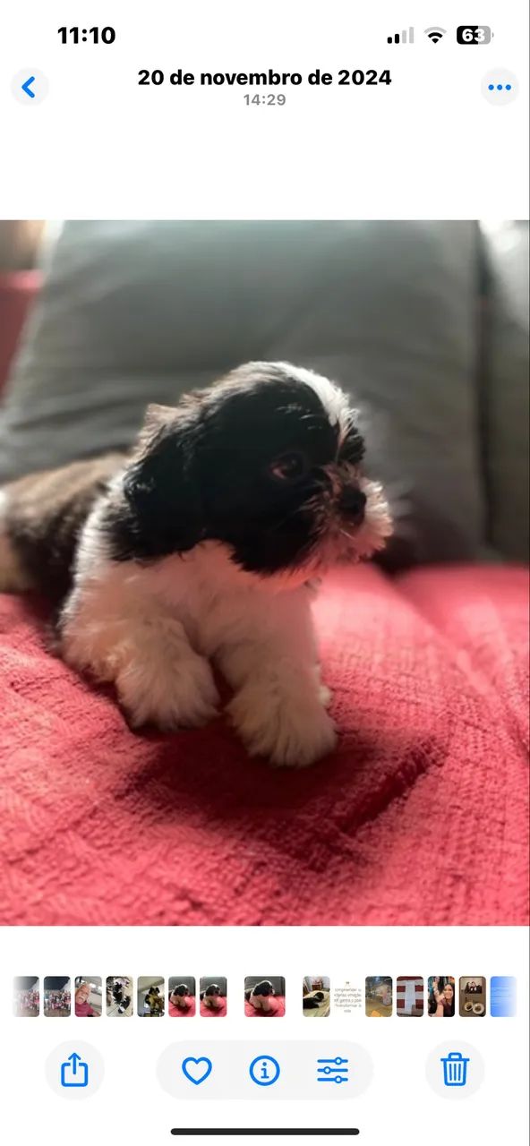  Cachorro 