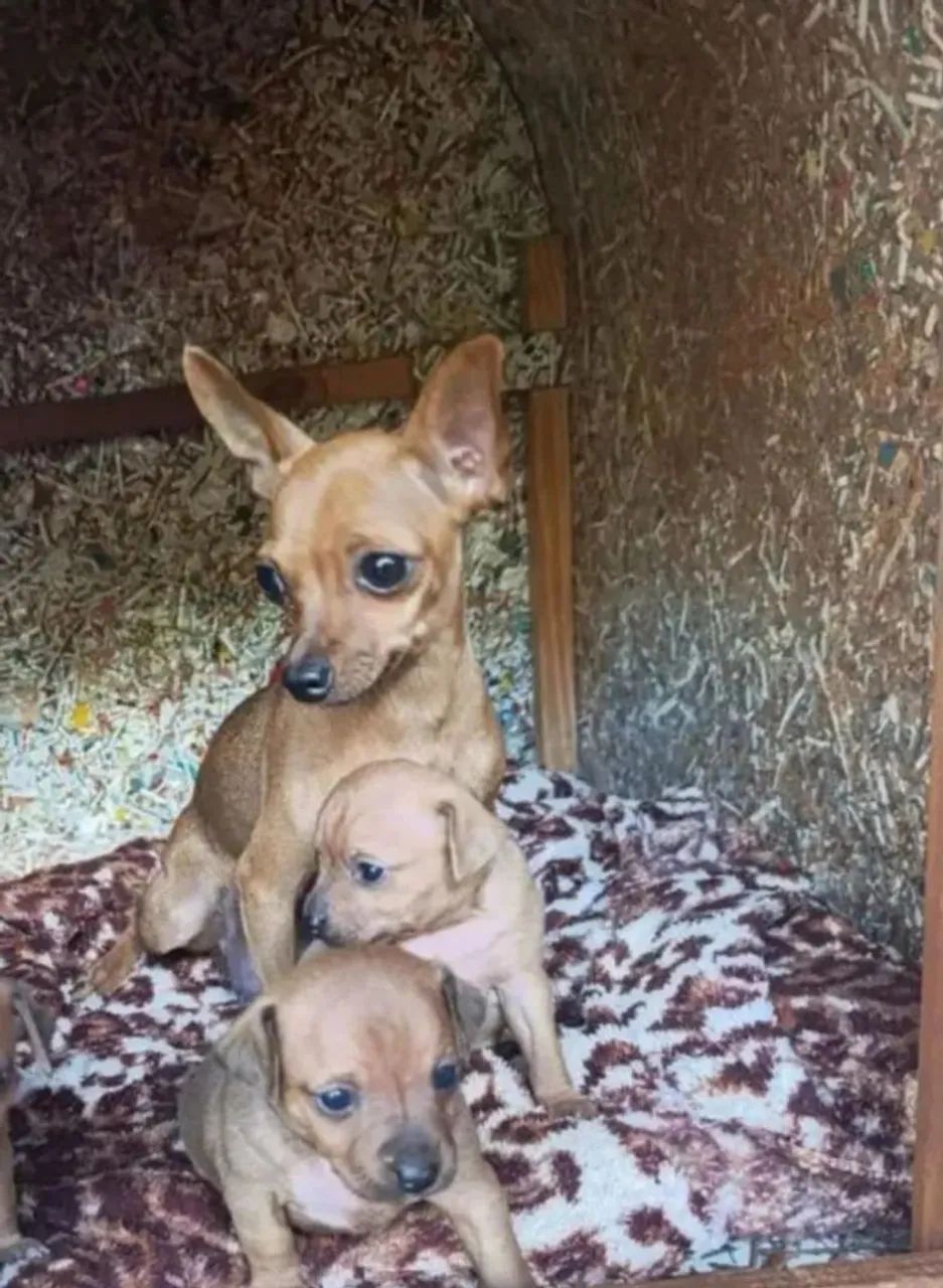 Vem que tem pinscher x salsichinha 