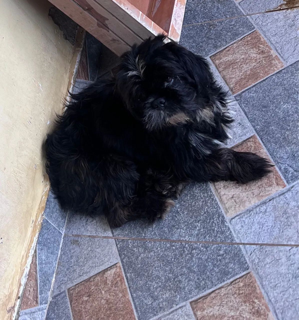 Shih tzu  - Foto 3