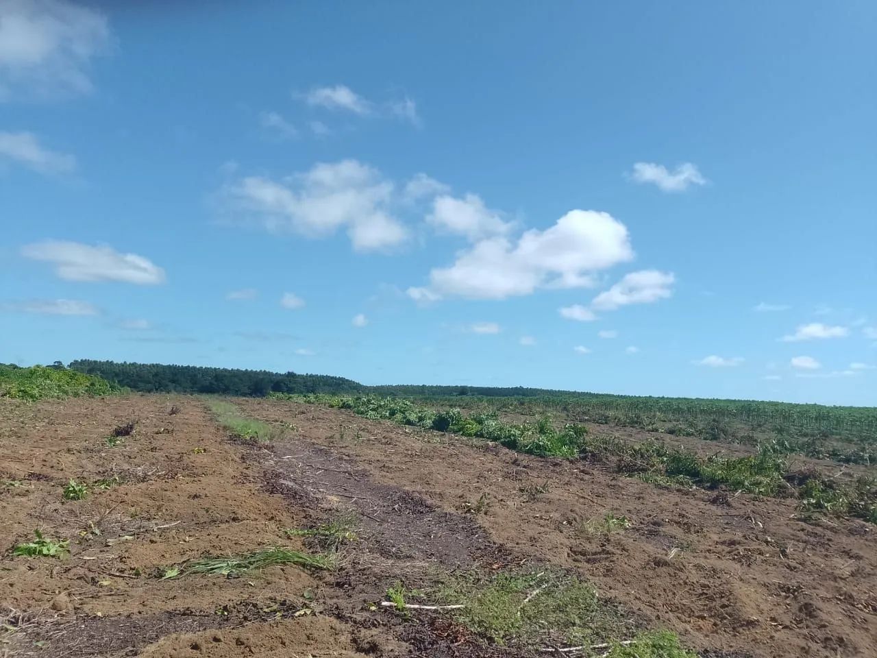 Arrendo para mamao 25 hec  - Foto 2