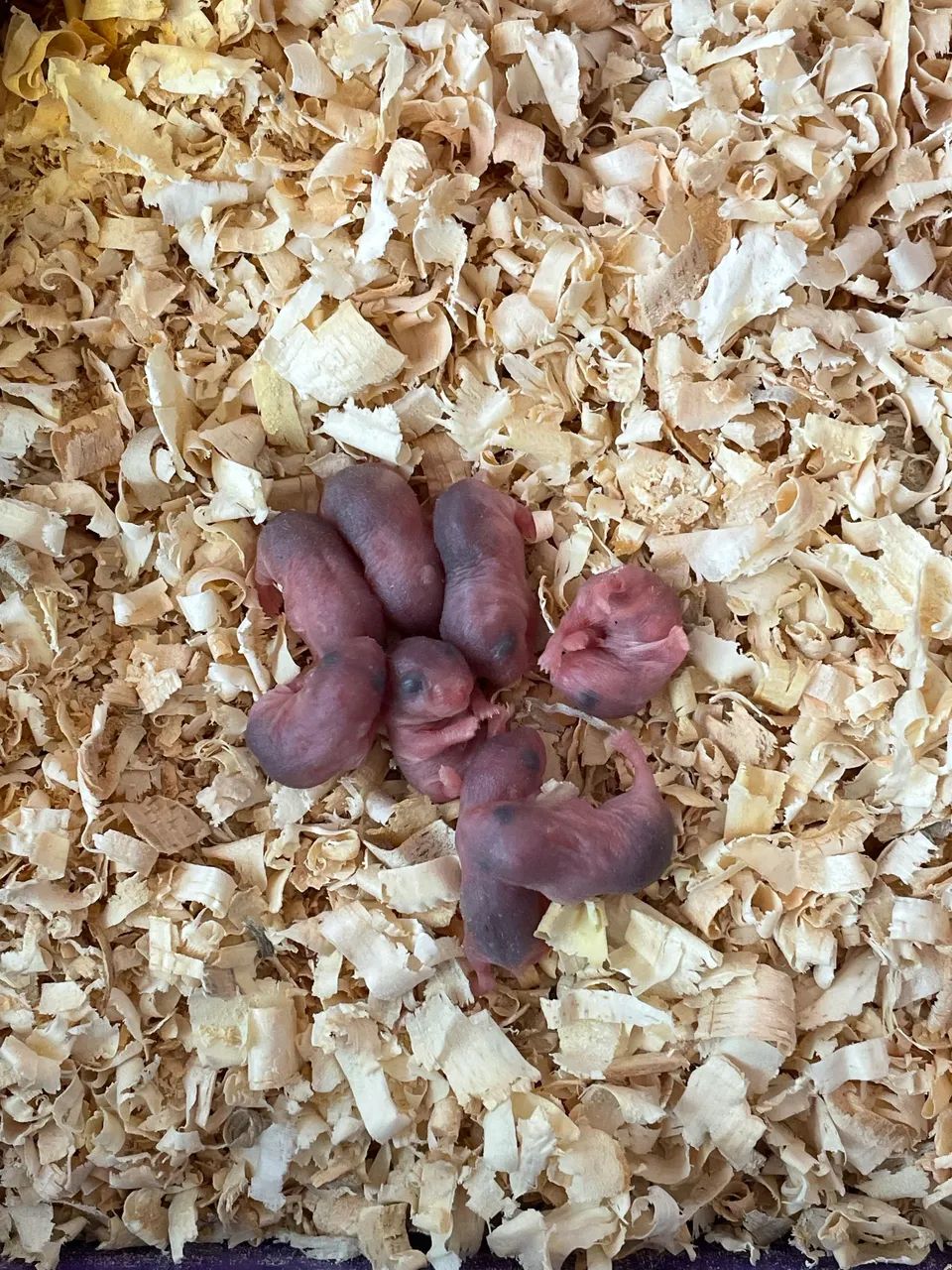 Hamster - Foto 5