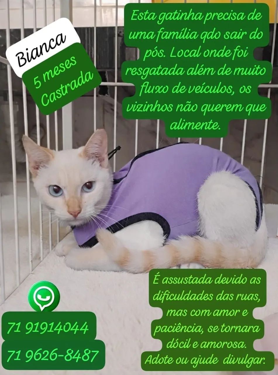 Adote a gatinha  Bianca - Foto 2