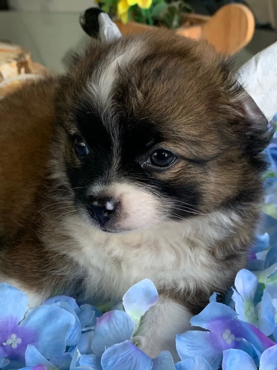 Chihuahua 