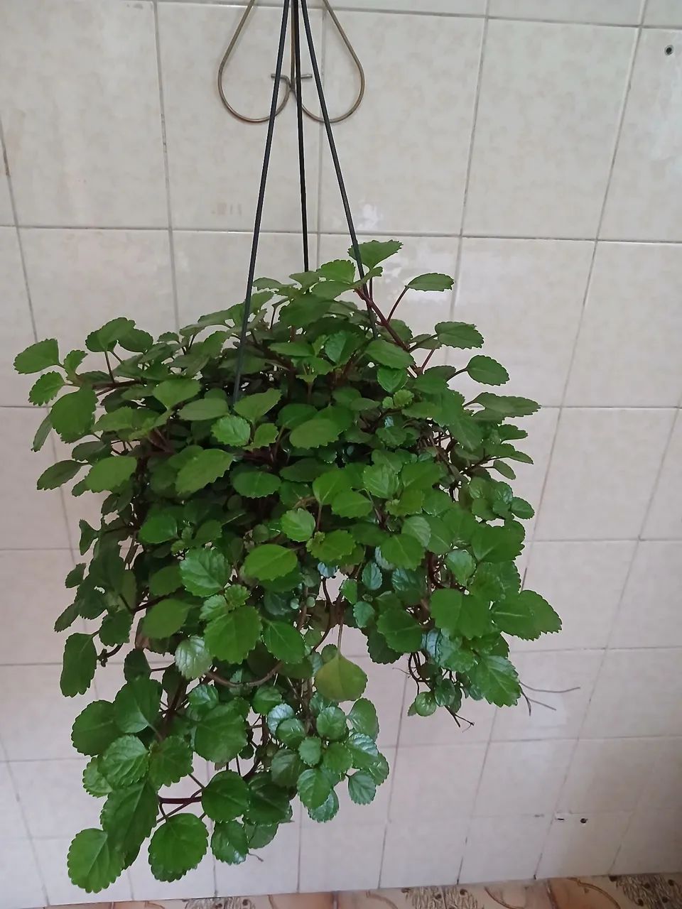 Planta da Prosperidade (Dólar) - Foto 3