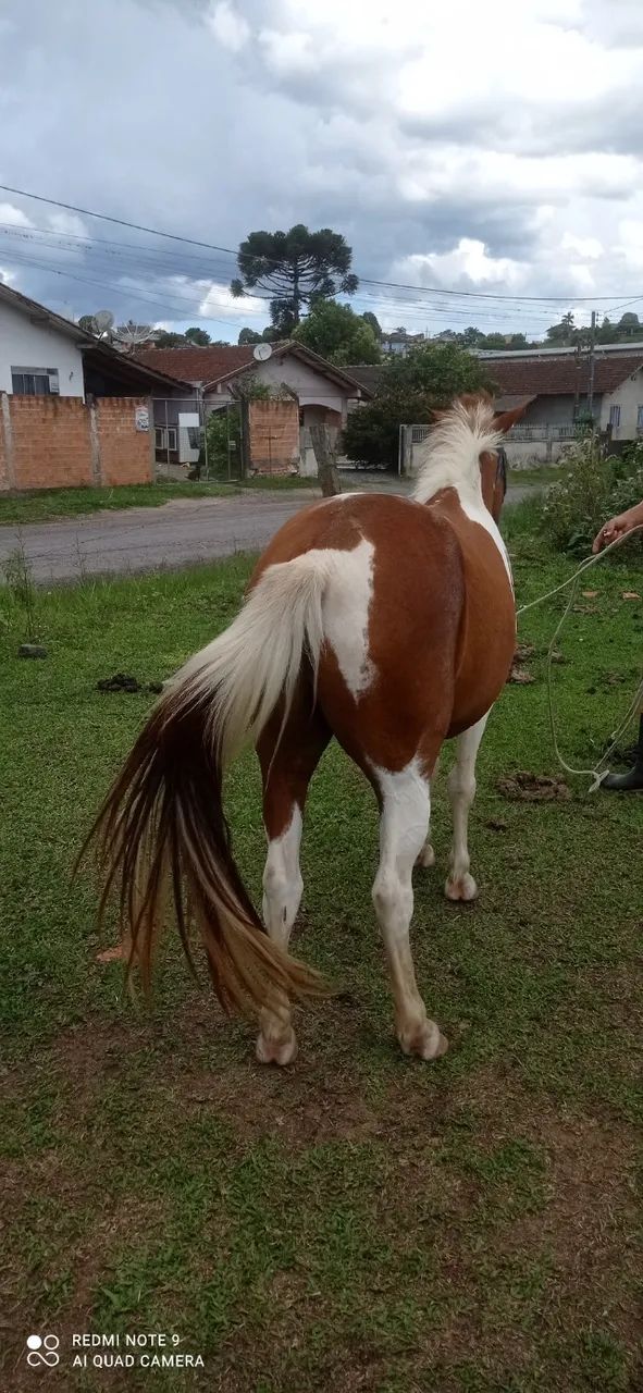 Petiço pampo manso de montaria. - Foto 2