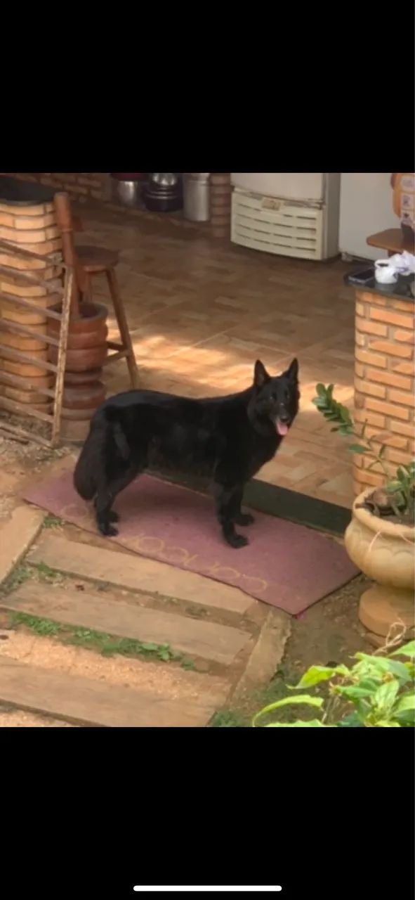 Pastor Belga - Foto 3