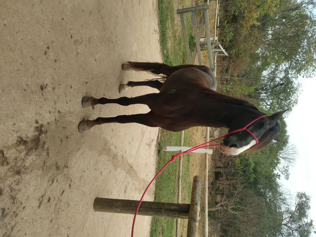 Mangalarga marchador  - Foto 6