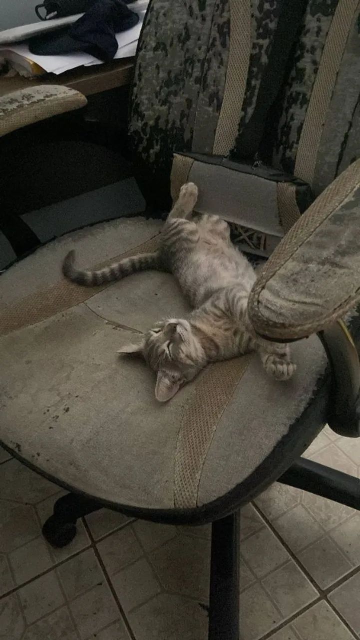 Doação gatinha filhote  - Foto 4