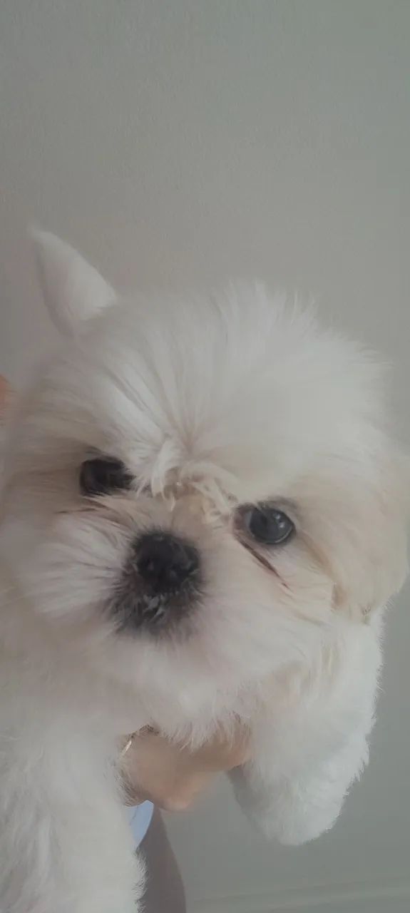 Shih-tzu filhote macho - Foto 3