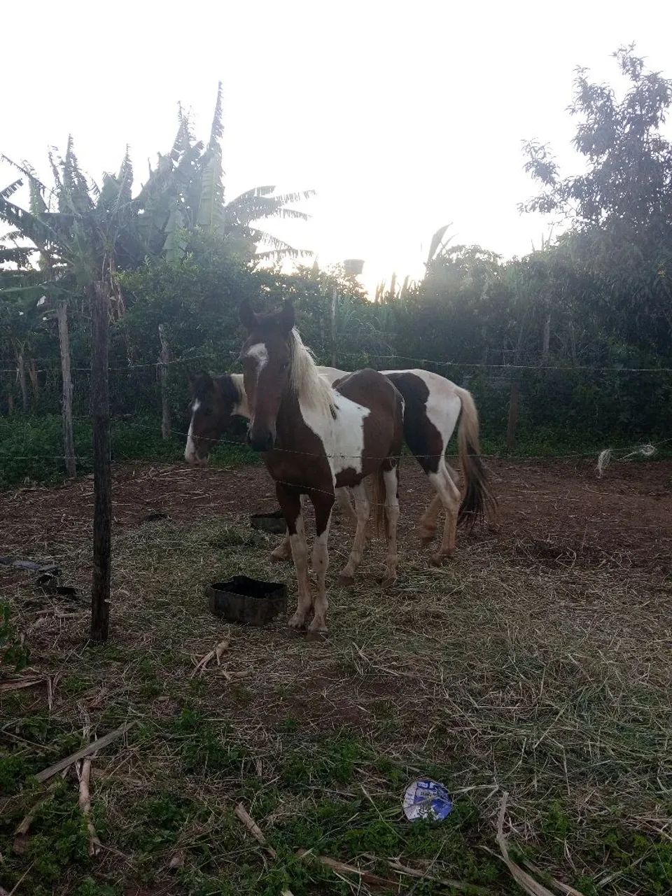 Dois potro manga larga  - Foto 4