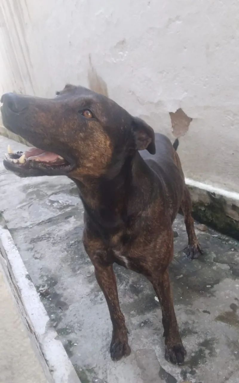 Doação de Bandog 