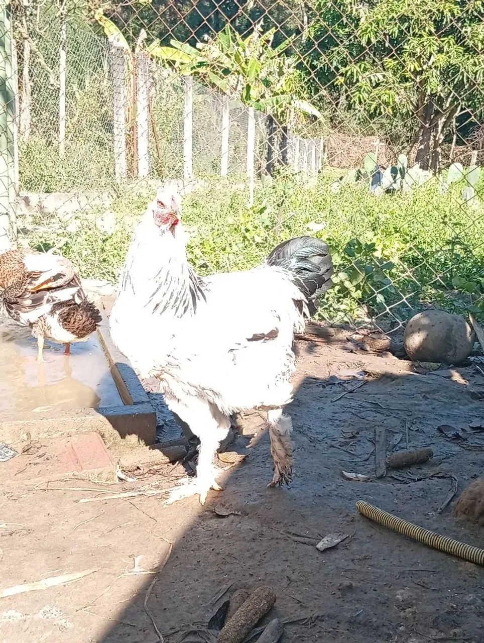 Frangas e frangos 