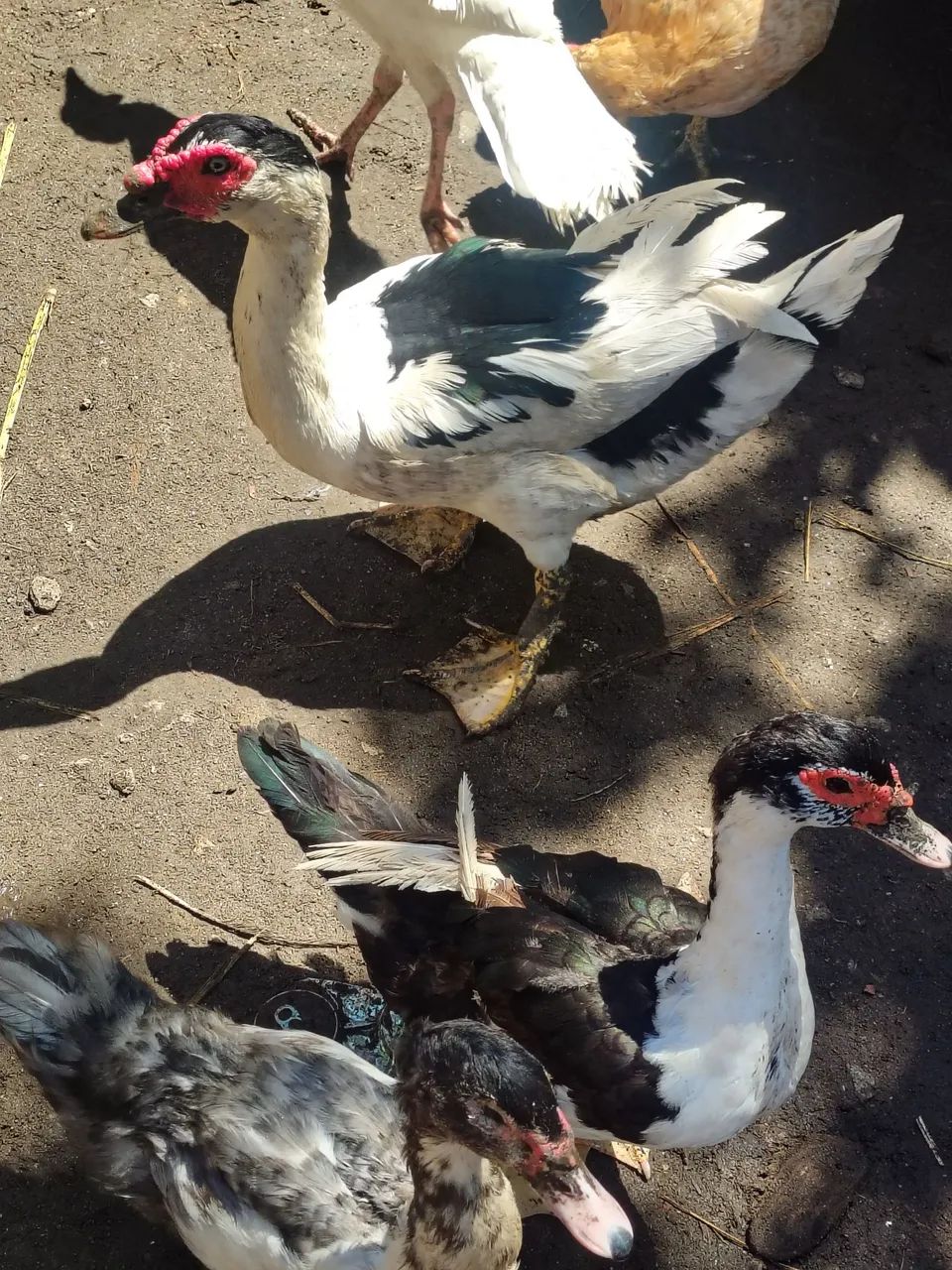 Patos todas as idades415079686231173124