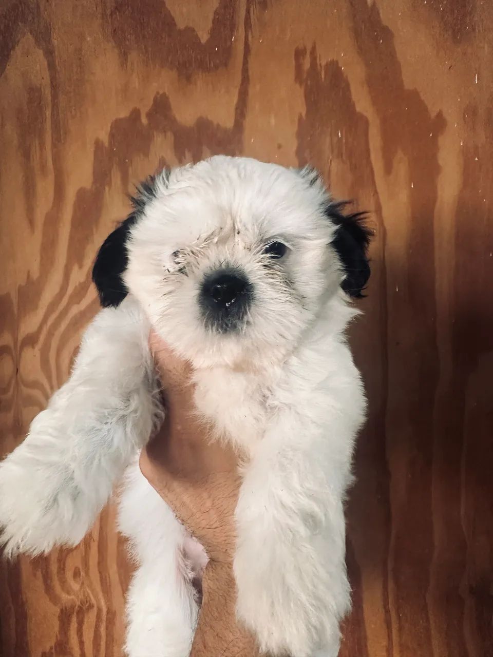 Shihtzu  - Foto 2