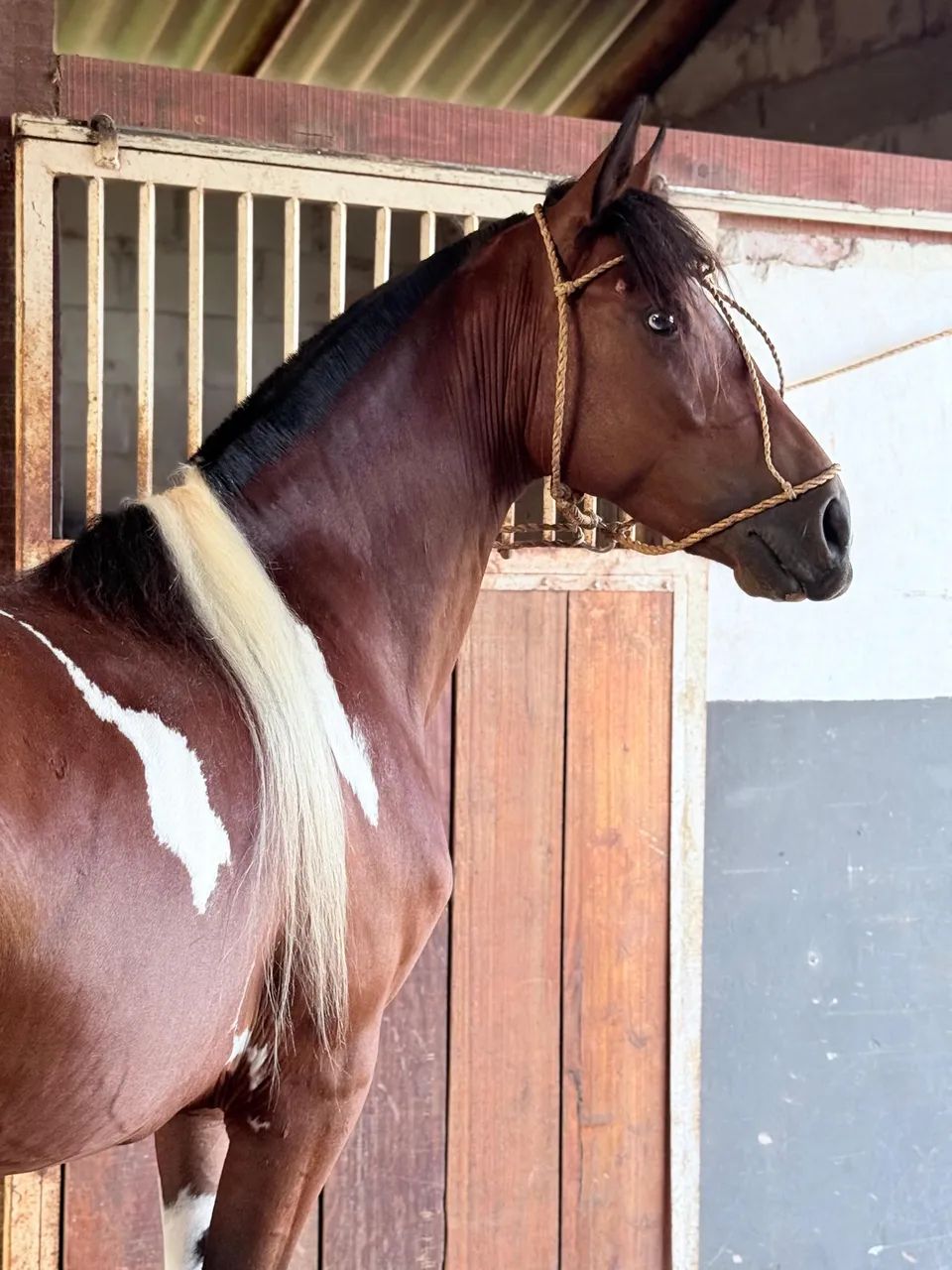 CAVALO CRIOULO REGISTRADO - Foto 4