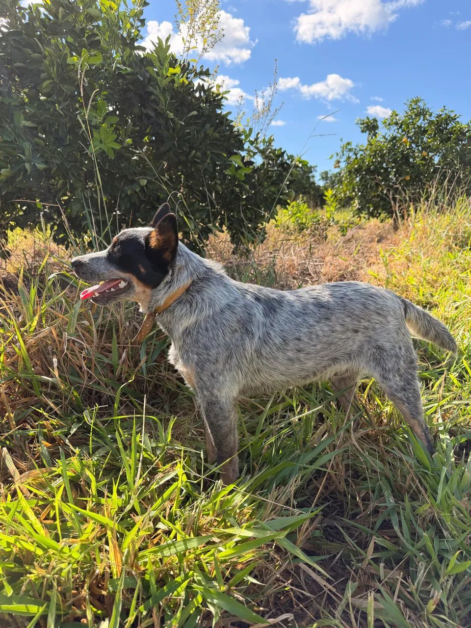 Cachorro  - Foto 3