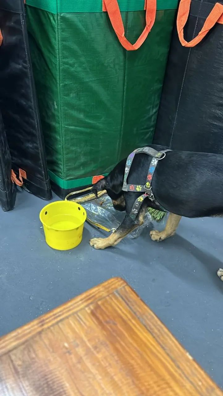 Adoção responsável  - Foto 6