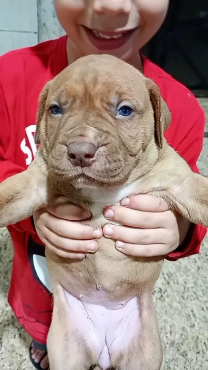 FILHOTES PITBULL - Foto 3