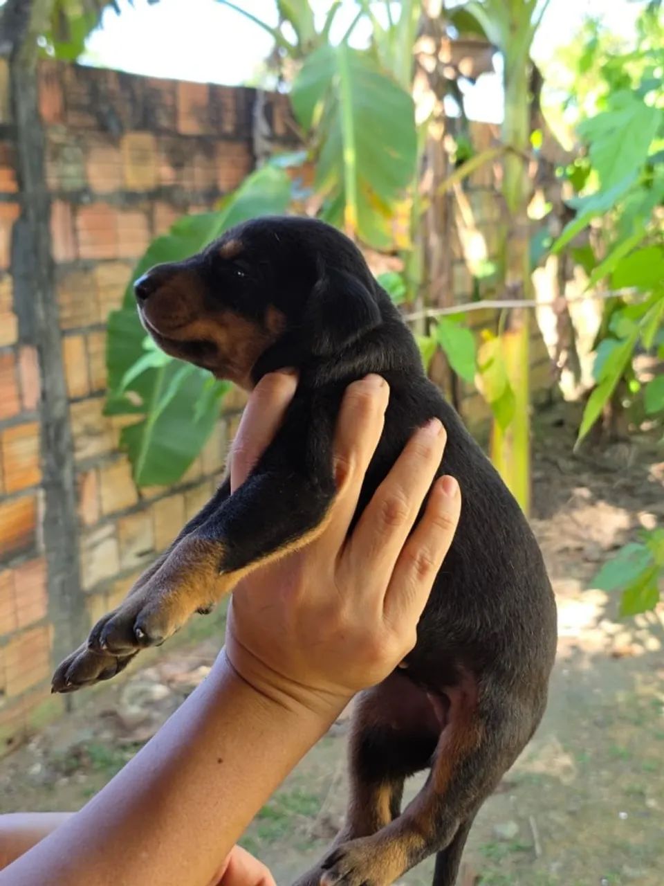 FILHOTES DE DOBERMANN - Foto 2