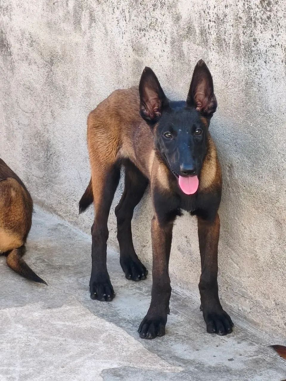 Pastor belga fêmeas CBKC  - Foto 3
