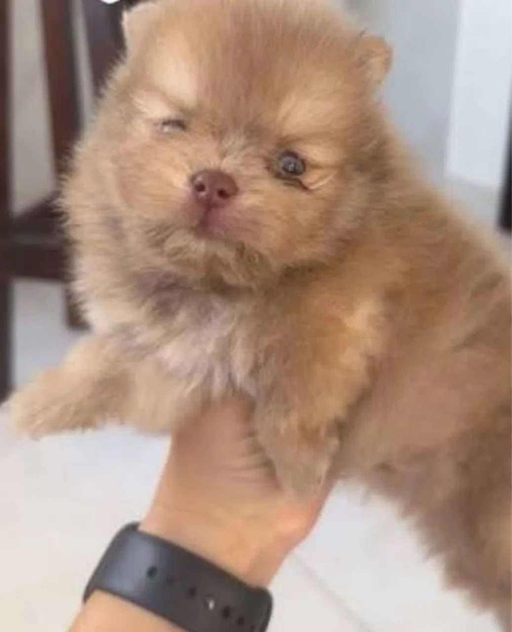 Lulu da pomerania beaver  - Foto 4