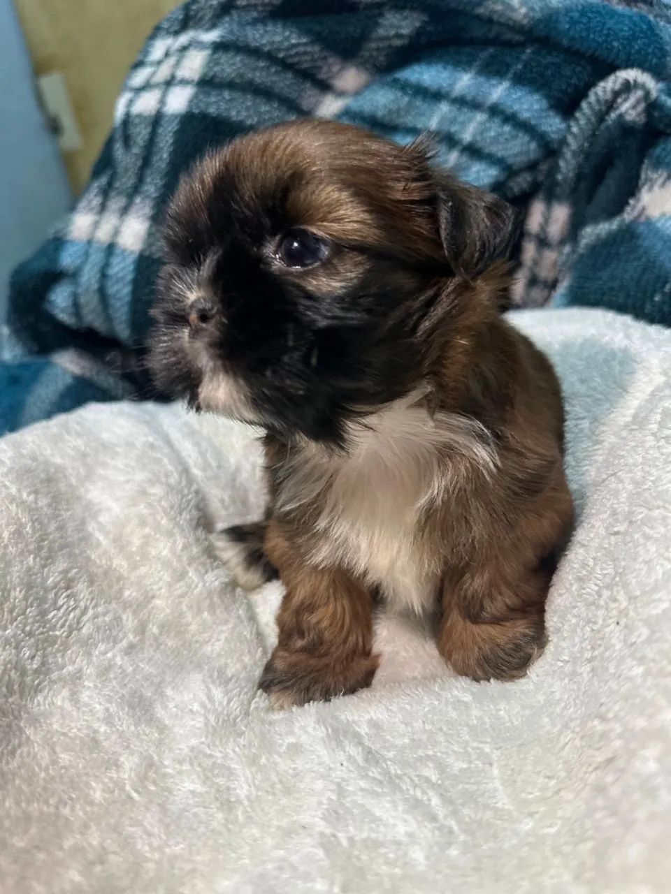 Filhote de shih-tzu - Foto 3