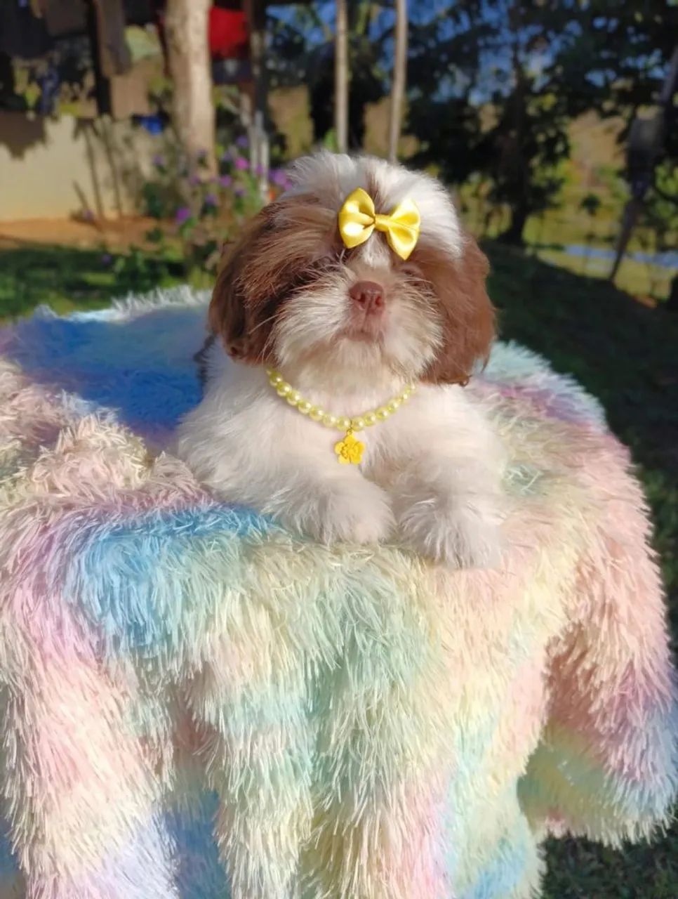 Shihtzu  - Foto 4