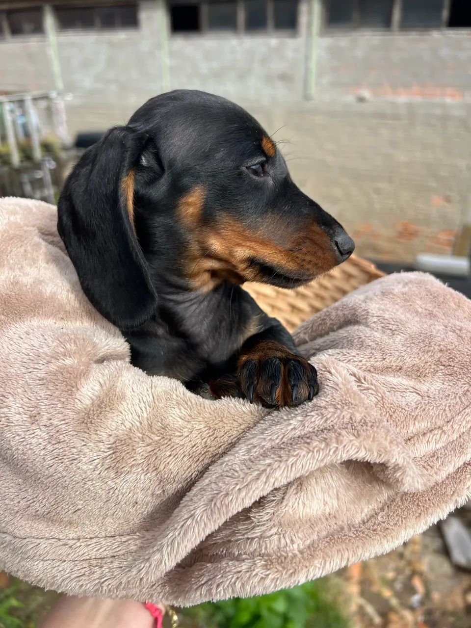Dachshund (Cofap/Teckel) Macho Black & Tan - Foto 2