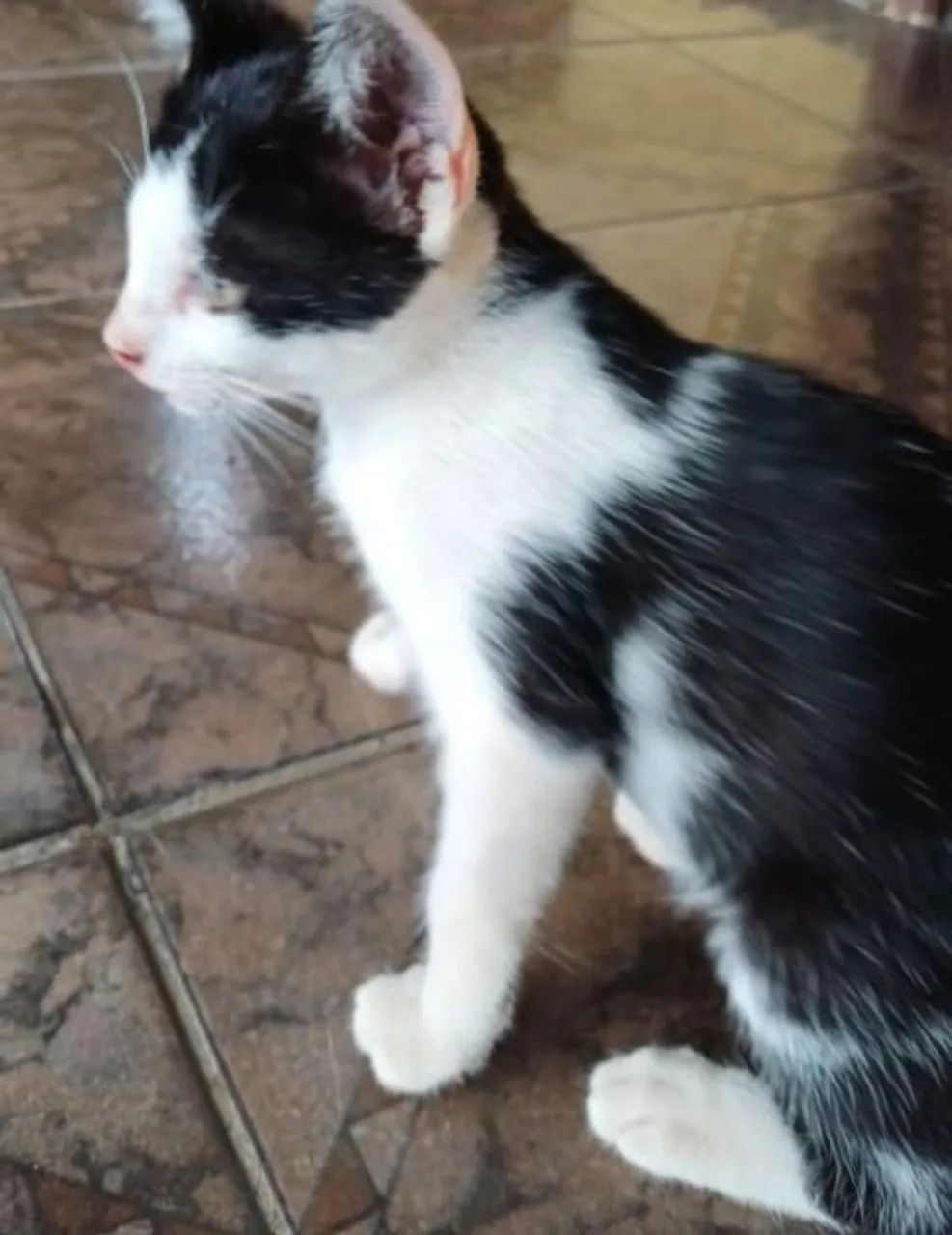 Gatinhos Adoção- Entrego - Foto 2