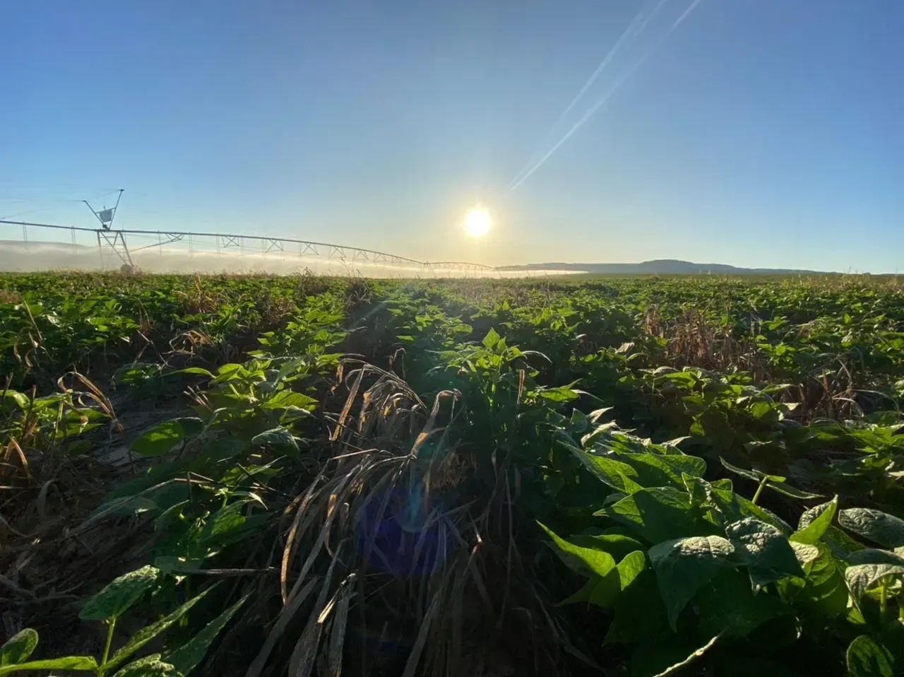 Fazenda a venda, em Novo Jardim - Tocantins!