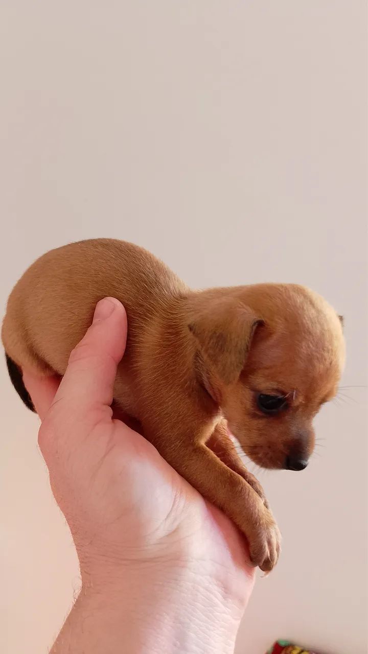 Pinscher N? 01 - Foto 3