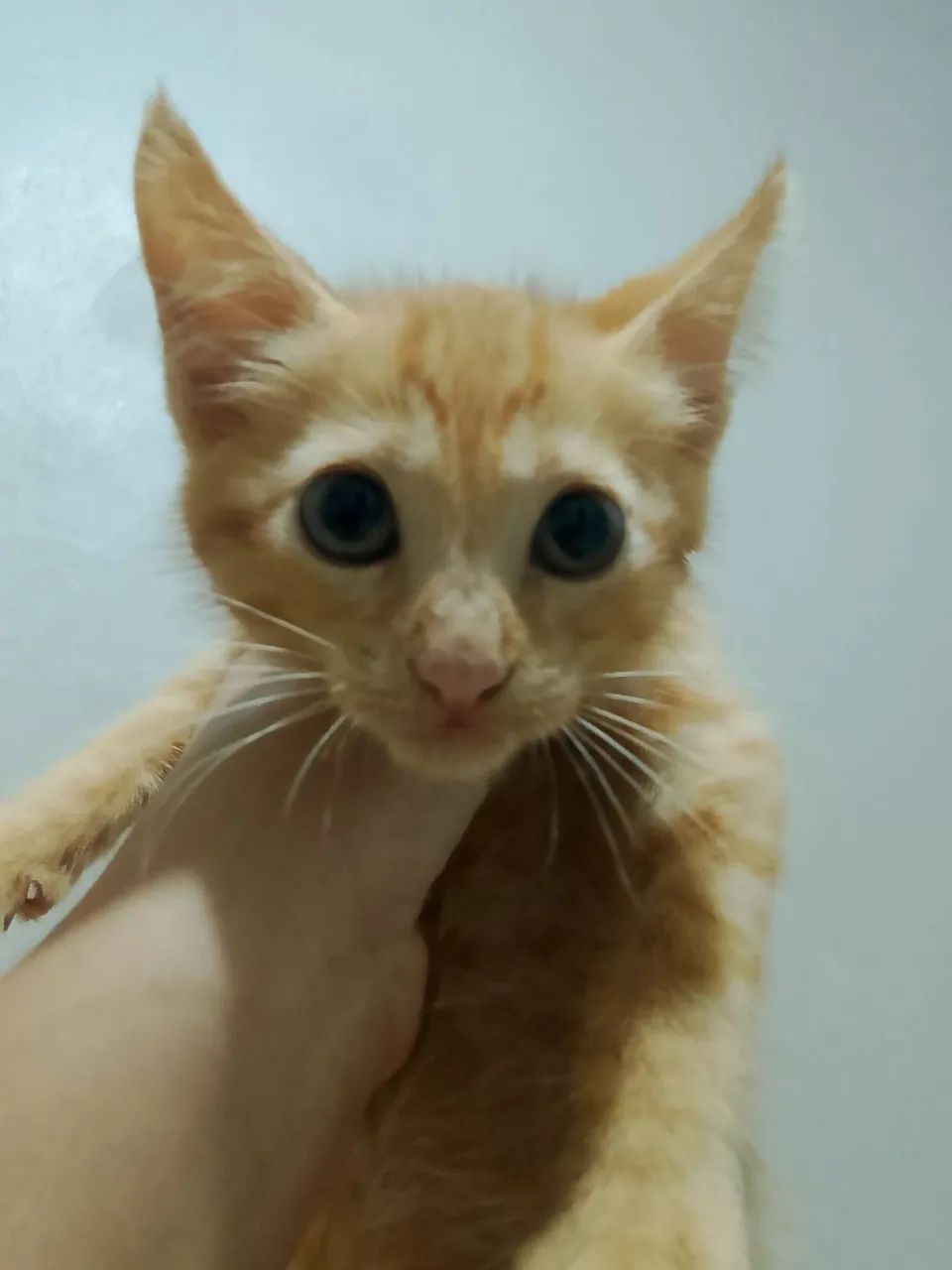 Doação responsável de um gatinho - Foto 2